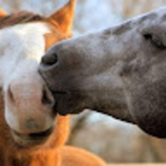 Meet your Posher, Casey - Picture 1 of 1